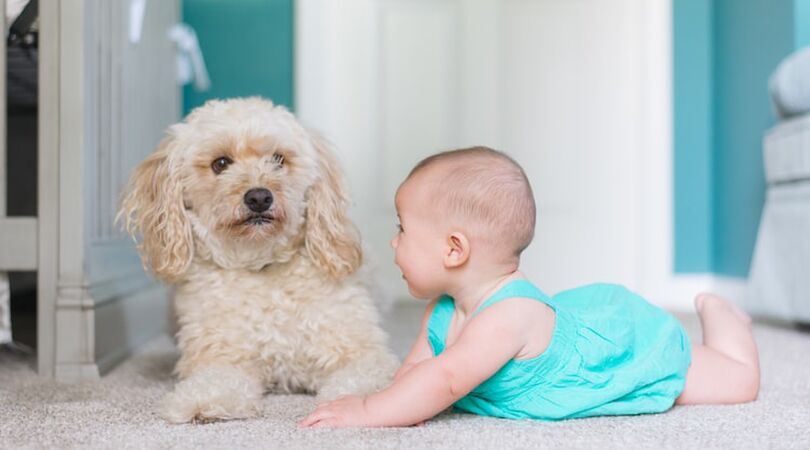 VIDEO: cute! deze puppy en baby groeien samen op en zijn beste vrienden
