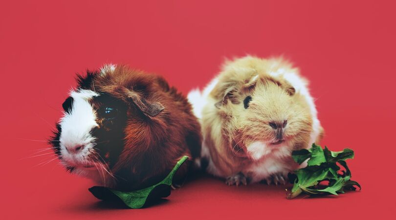 Cute! Deze cavia&rsquo;s met hoedjes op gaan viral op Tiktok
