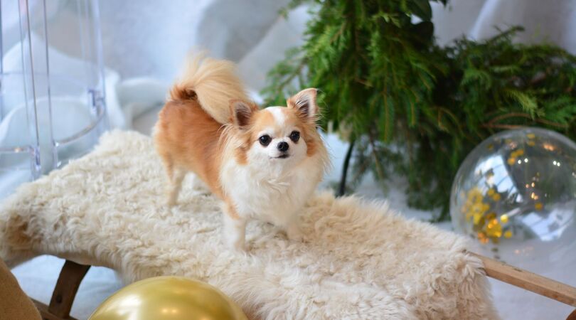 Not so cute! Deze chihuahua wil je niet aaien