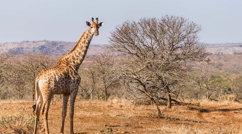 Ben jij dol op giraffen? Dan is dit hotel echt wat voor jou