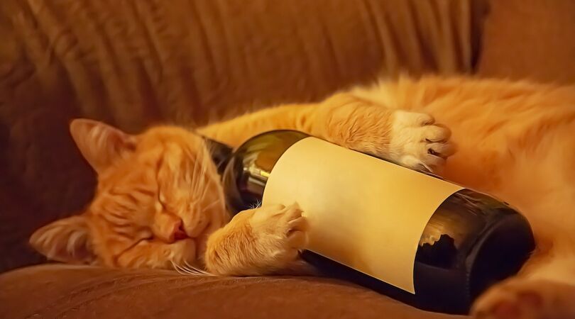 Purrsecco, Pinot Meow en Catbernet: je koopt nu wijn voor je kat