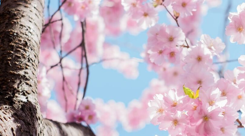 Shopping time: de mooiste broeken voor de lente 2021