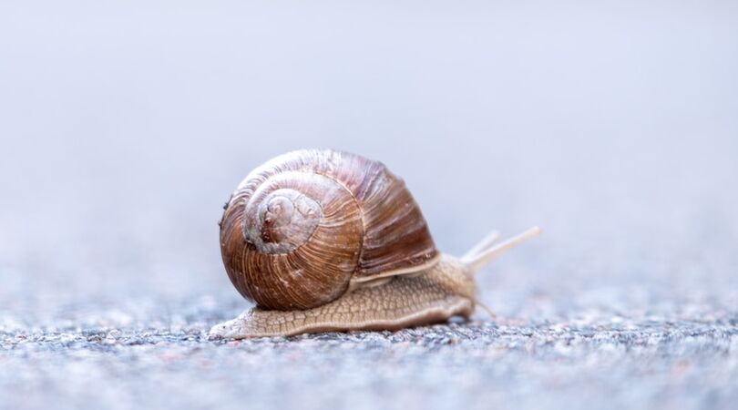 Bye zwakke maag: 6x culinaire hapjes die je liever niet wil proberen