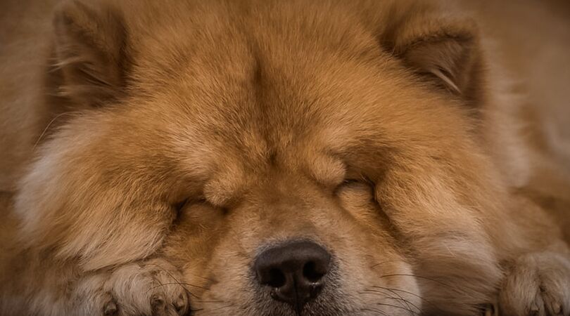 VIDEO: Dit betekent de slaappositie van je hond