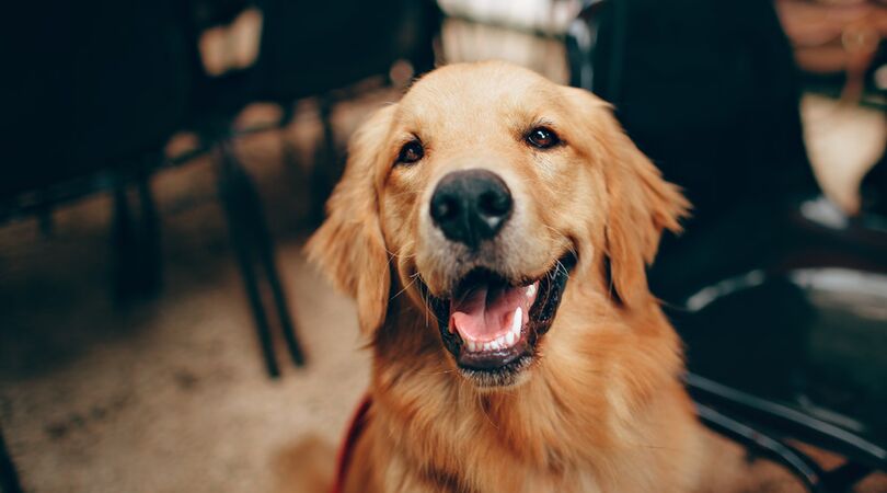 VIDEO: puppy love: dit gedrag vertoont bijna elke hond