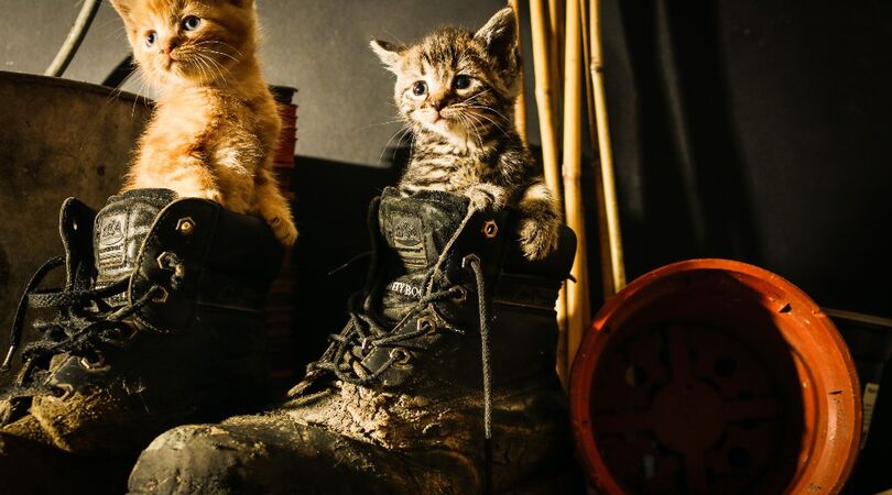 Dit is waarom katten graag op je schoenen gaan zitten