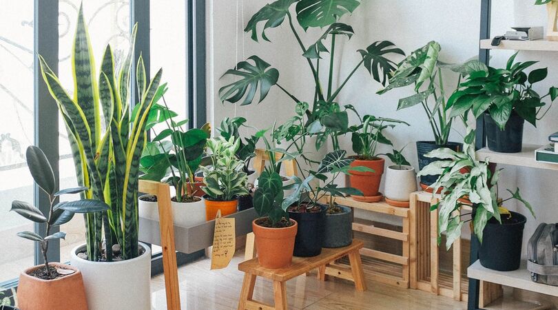 Appstore: wat zijn de beste apps om je te helpen bij planten verzorgen