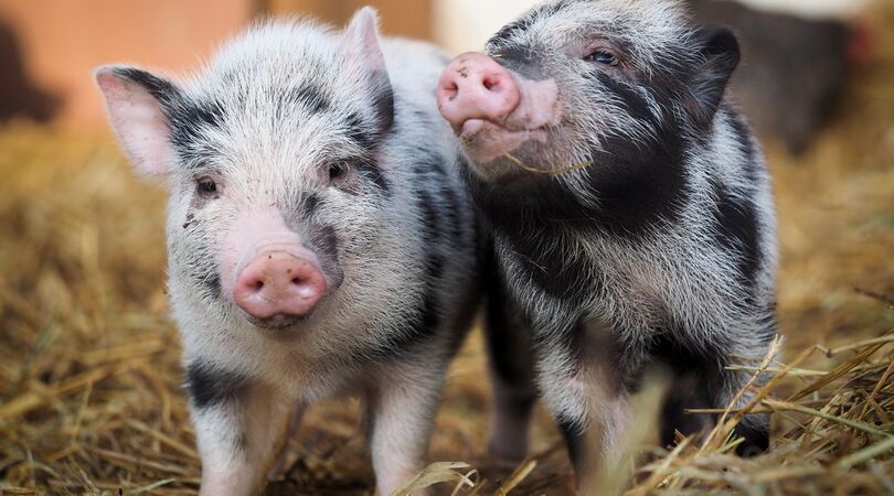 VIDEO: deze schattige varkentjes racen tegen elkaar in League of Pigs