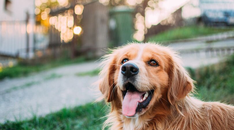 Waarom honden hun hoofd schuin houden