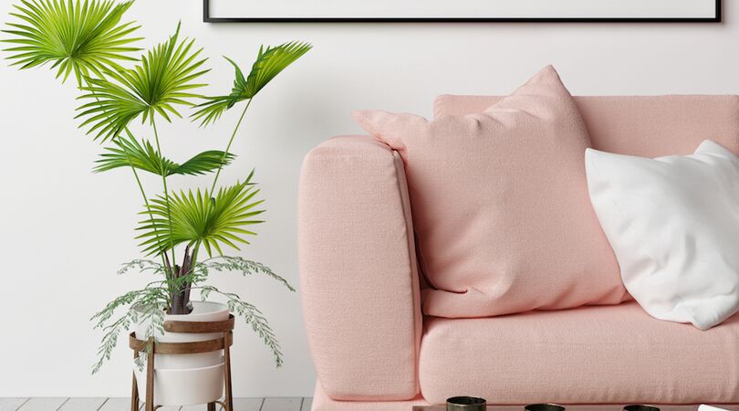 Planten die geschikt voor mensen bij wie planten altijd dood gaan