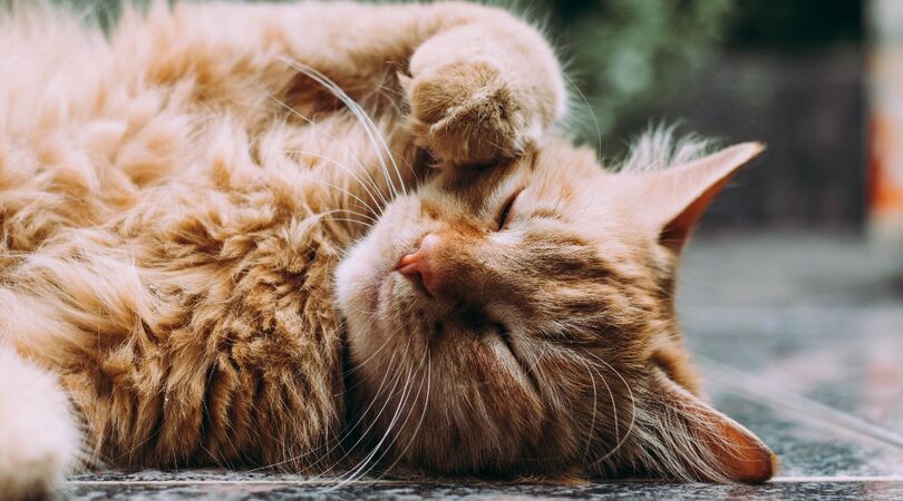 Catlovers opgelet: Hema verkoopt een speciaal kattenhuis voor je pluizige vriendje