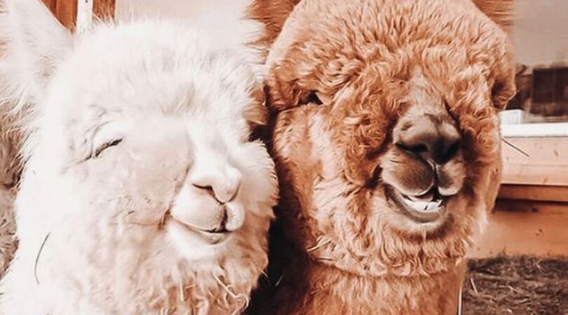 picknicken-met-alpaca's