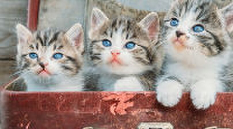 Dit wil je: professioneel katten knuffelen voor 25.000 euro per jaar