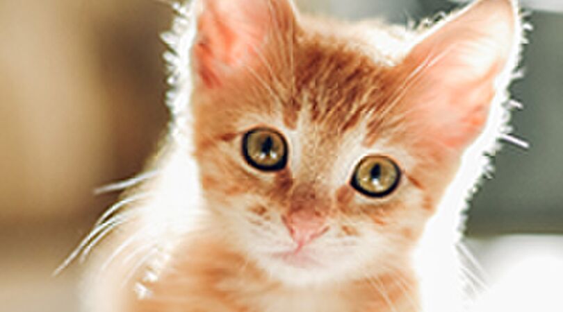 14 redenen waarom meiden met een kat het beste datemateriaal zijn