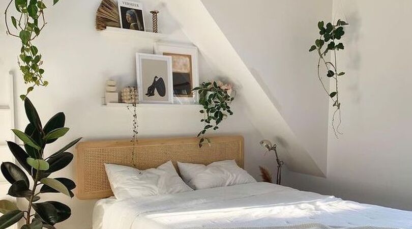 handige-kamerplanten