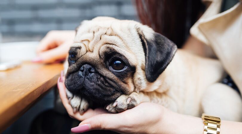 Deze hond past het beste bij jouw sterrenbeeld