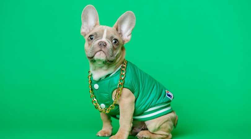 Fluf no more: 7 x de leukste Instagram accounts van dieren