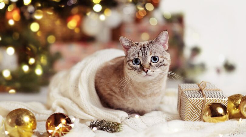 Dit zijn de leukste adventskalenders voor je kat