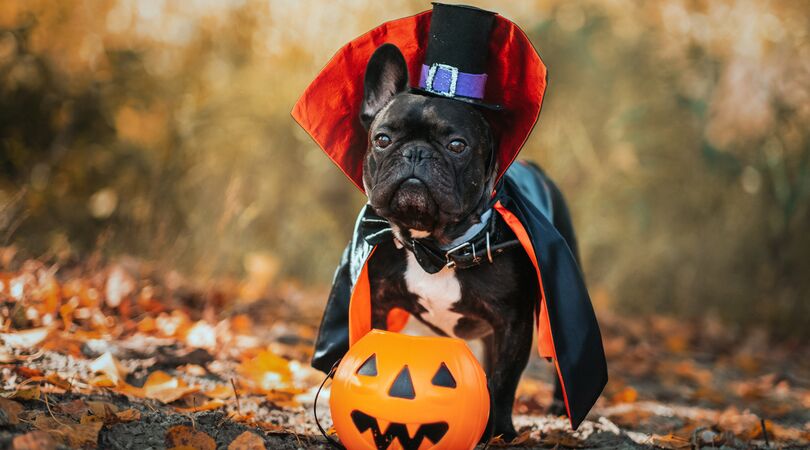 Te cute: deze huisdieren in halloweenoutfits