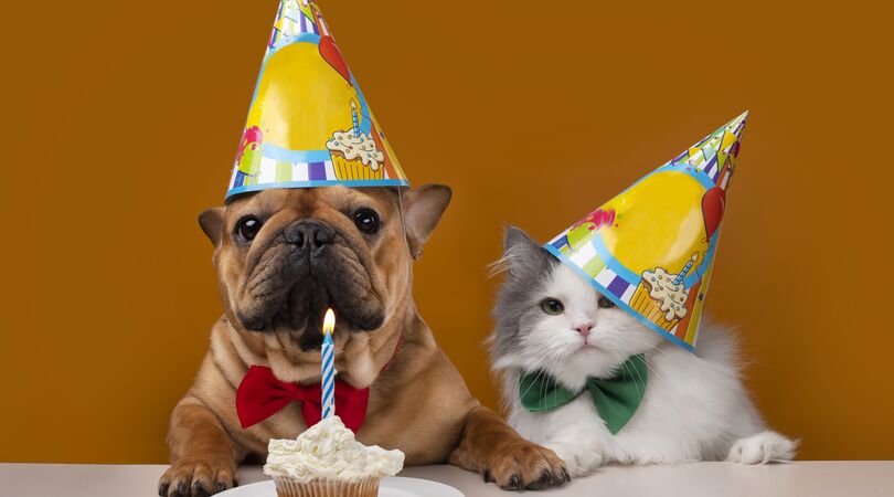 Dierendag: 8 tips om je huisdier blij te maken vandaag