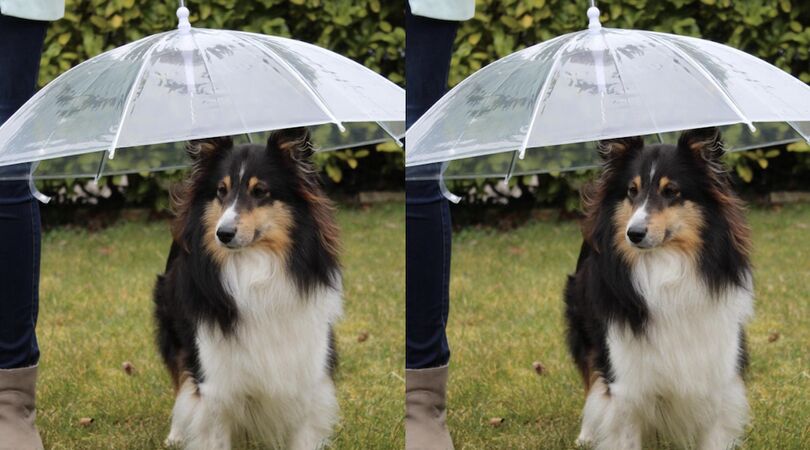 Te cute: er bestaat een paraplu voor honden