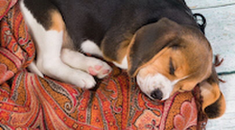 11 dingen over honden die jij nog niet wist