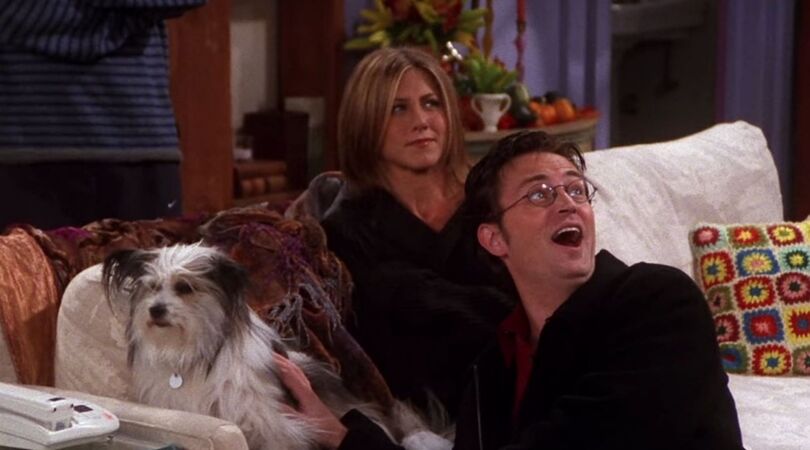 OMG: een puppy in huis is goed voor je gezondheid