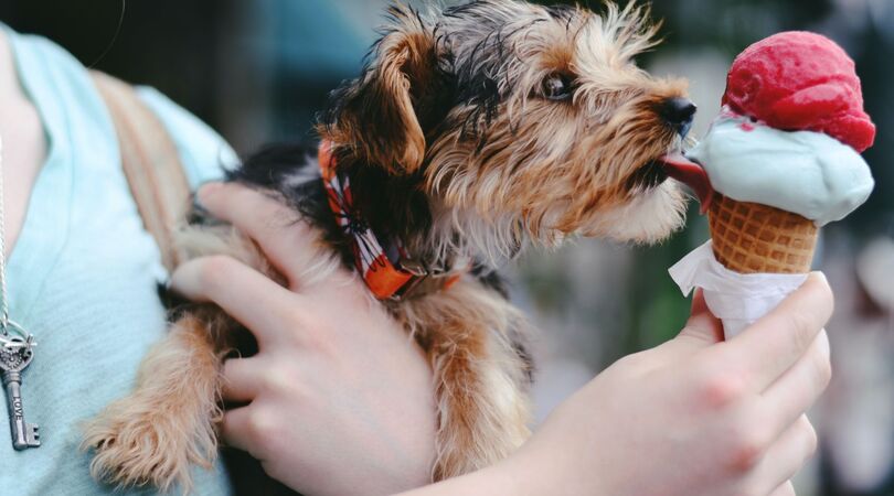 Wil je maken: dit zijn de lekkerste ijsrecepten voor je hond