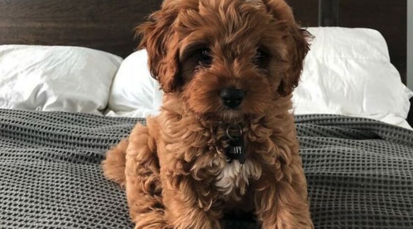 Say what? Een hondenpoot is schoner dan een mensenschoen