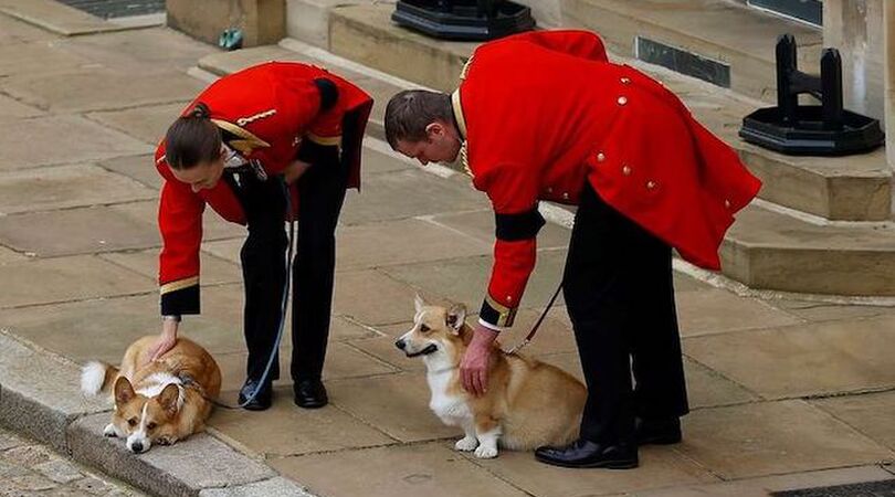 corgi-queen-elizabeth