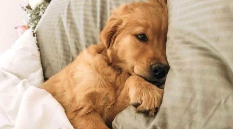 slapen-huisdier-gevaarlijk