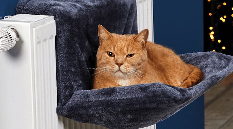 Miauw! Aldi verkoopt nu een kattenhangmat voor een prikkie