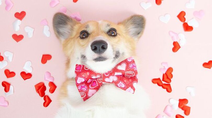 D&eacute;ze macarons zijn een perfect Valentijnscadeau voor je hond