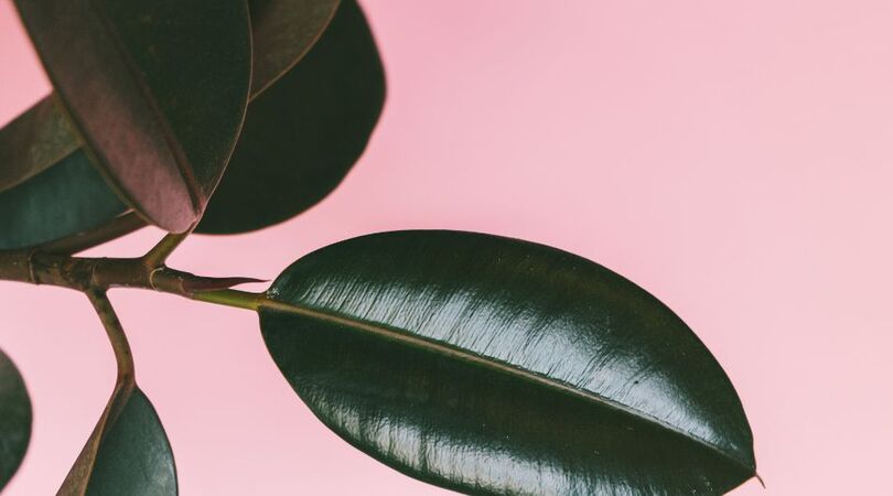 planten-laten-dood-gaan