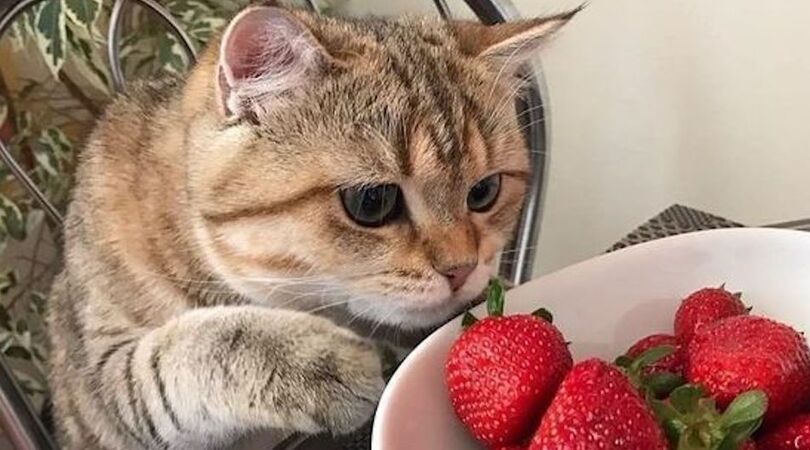 etenswaren-gevaarlijk-kat