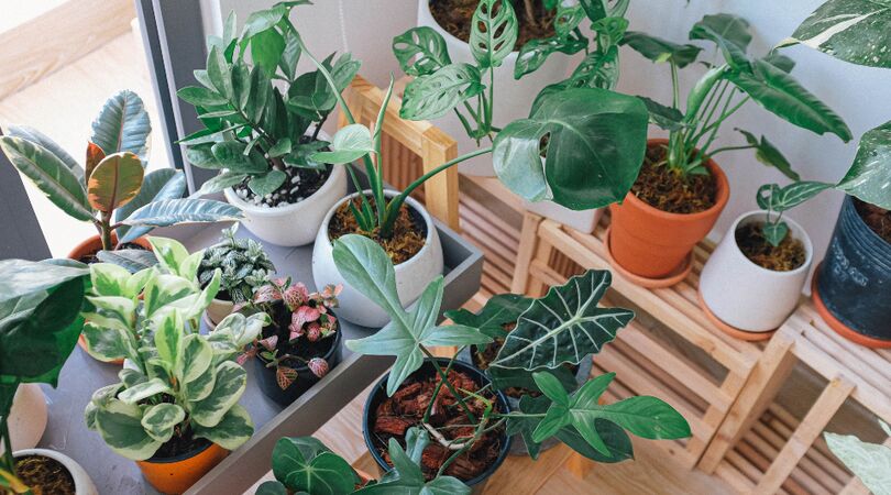 nachtrust-kamerplant