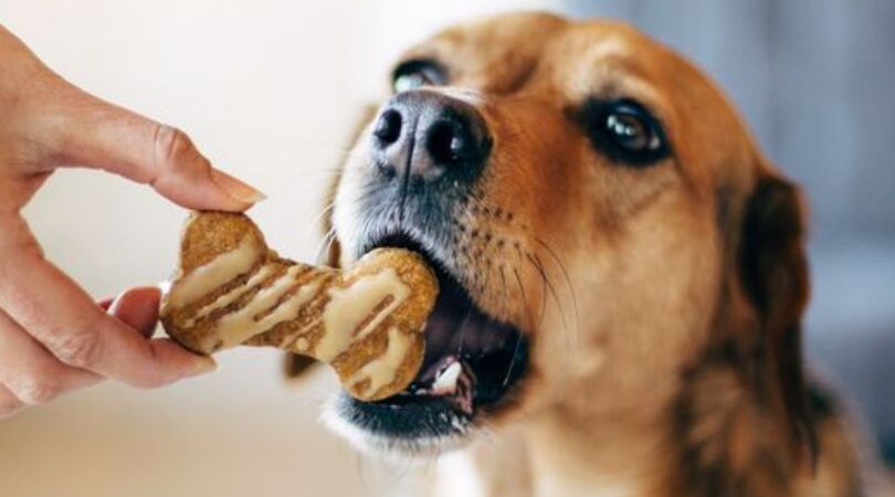 dierendag-honden-snackbar