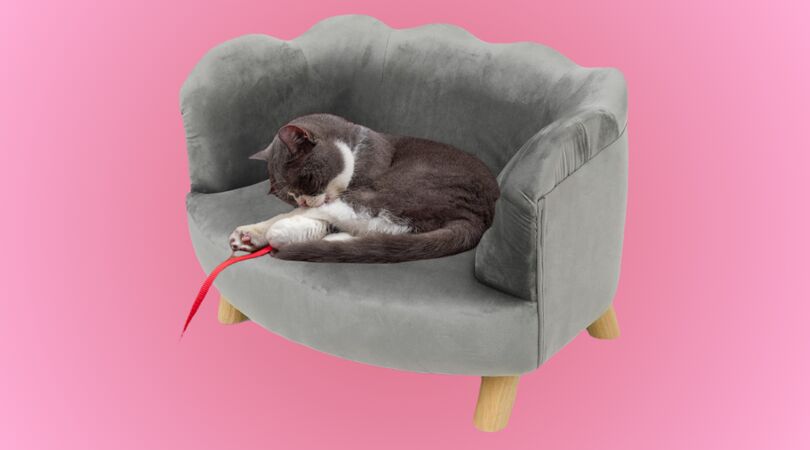 Pawsome nieuws: Action heeft perfect bankje voor jouw huisdier