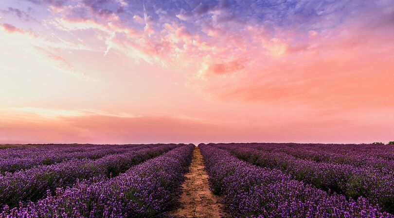 Winterdip-hooikoorts dip