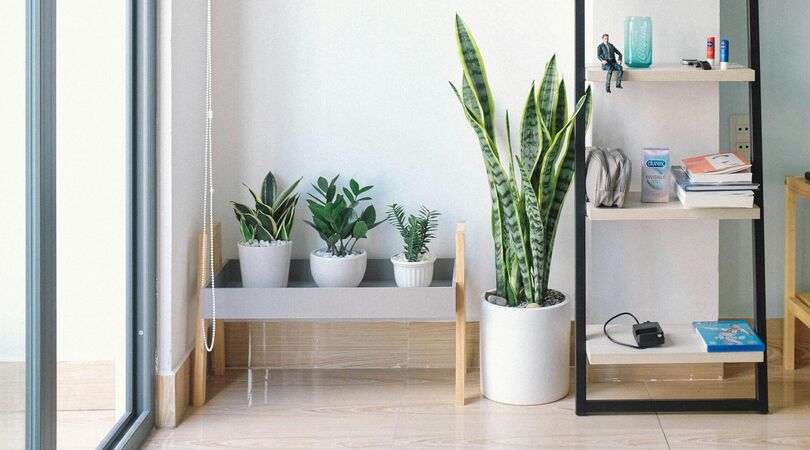 kunstplanten interieur