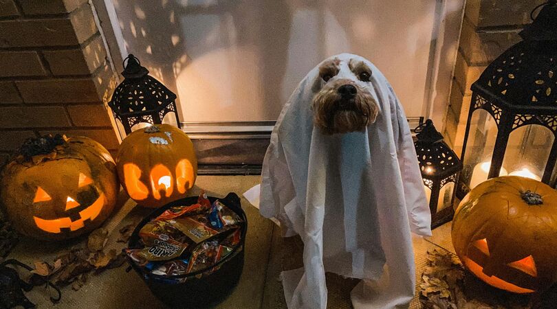 halloween kostuum hond