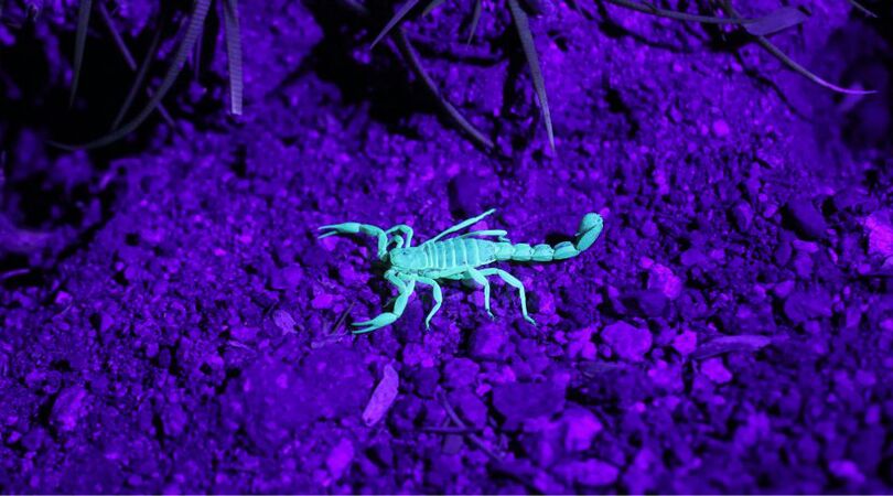 schorpioen-in-shein-pakket