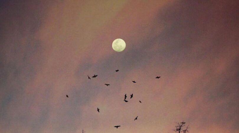 Maan in roze lucht met vogels die eromheen vliegen.