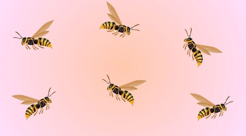 Zes wespen op een roze achtergrond.