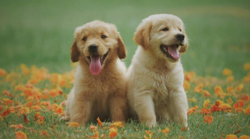 Twee hondjes in een grasveld.
