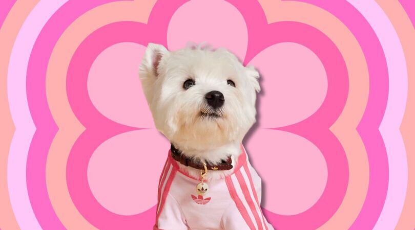 Hondje met een Adidas-jasje aan.