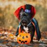 Te cute: deze huisdieren in halloweenoutfits