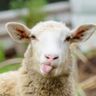 Hottie alert: op TikTok zit de knapste boer en schapenherder ever