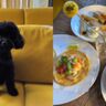 brunchen-met-hond