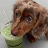 hond met matcha